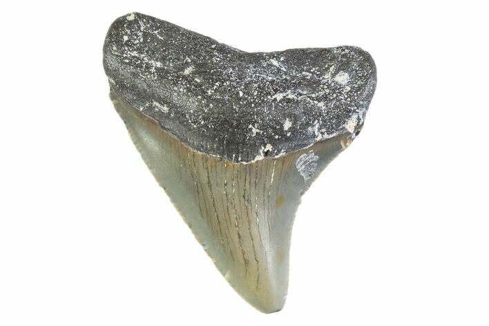 Serrated, Juvenile Megalodon Tooth - North Carolina #373165